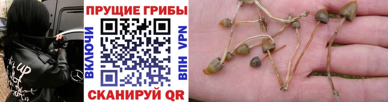 Псилоцибиновые грибы Magic Shrooms  Купить  Коряжма 